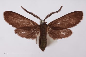 Vorschaubild Theresimima ampellophaga ab. astrapta Dannehl, 1933